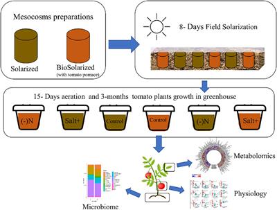 The effect of circular soil biosolarization treatment on the physiology, metabolomics, and microbiome of tomato plants under certain abiotic stresses